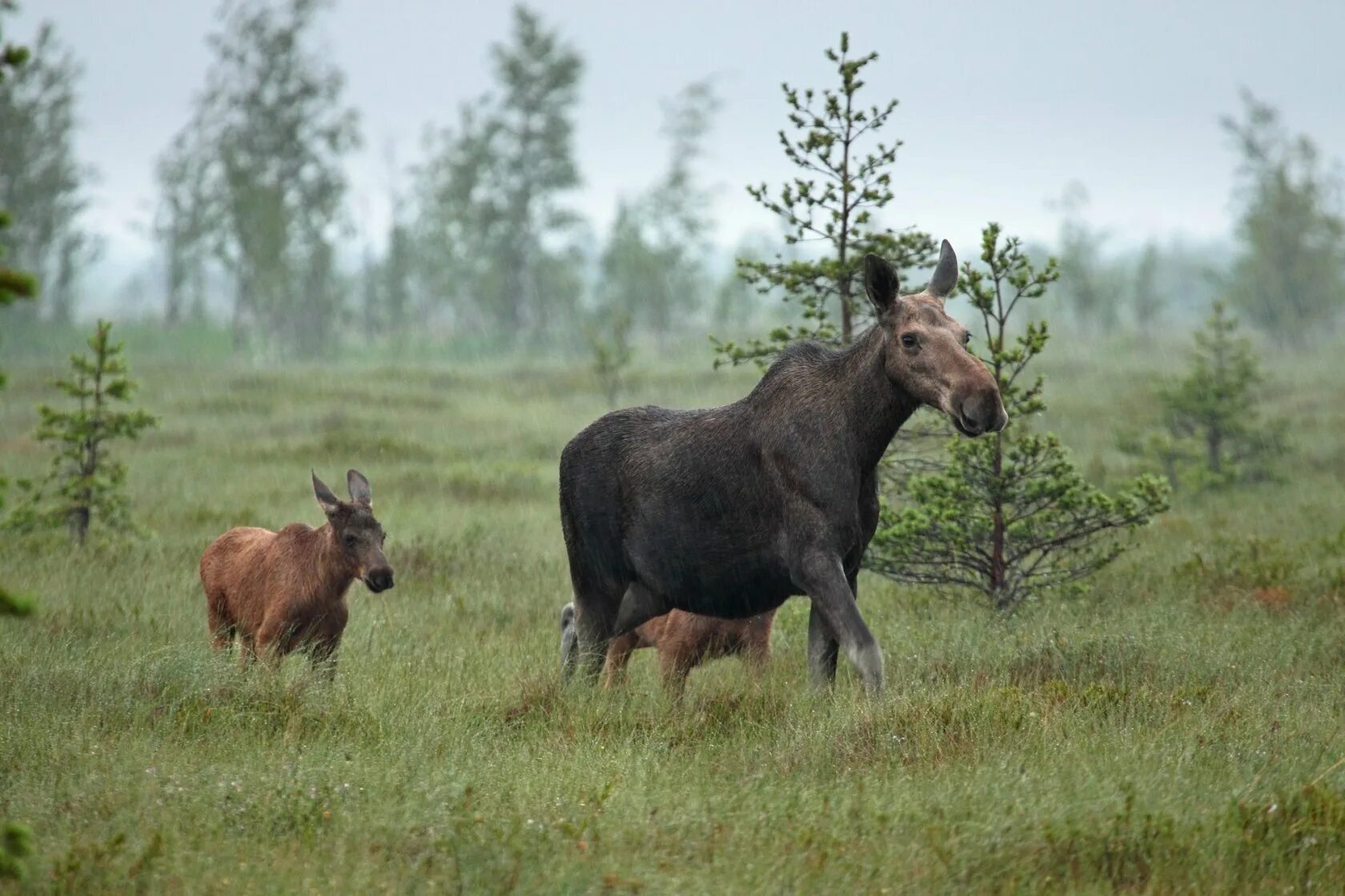 лось в бузулукском бору. кенозерский национальный парк фауна. северный олень. место обитания животного изображенного на фотографии. сохатый лось байкал.