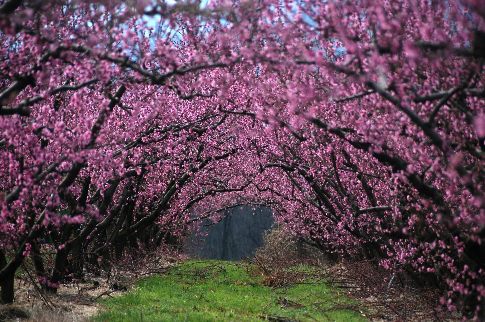 Сакура на английском. Акация Сакура. Слива и Сакура. Японская слива цветение. Цветущее дерево.