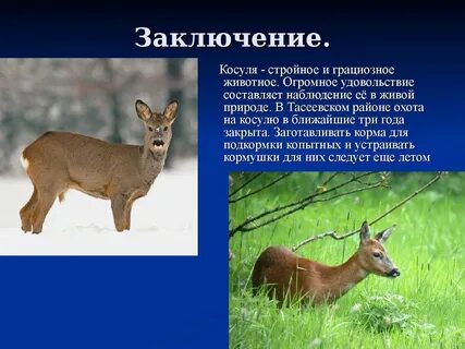 Косуля красная книга