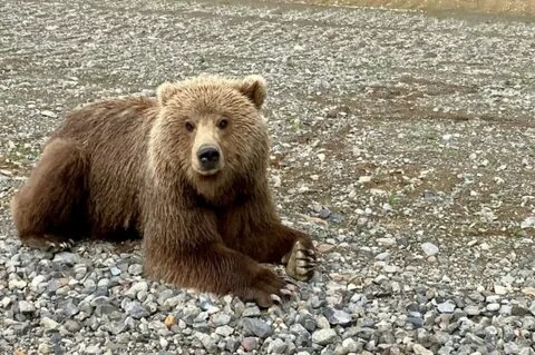 Get bear