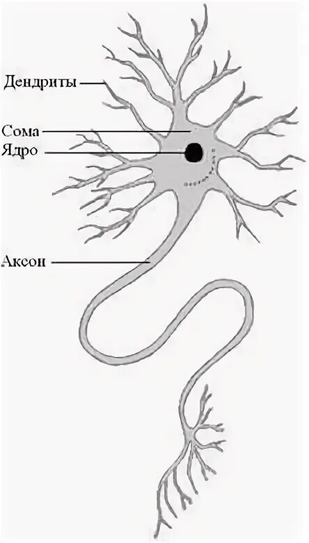 Короткие аксоны сильно ветвятся. Аксоны и дендриты. Электрический потенциал мозга. Набор нейрона 1n 2n. Клетки сомы.