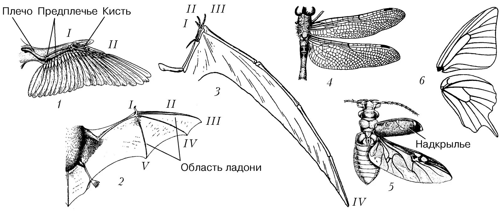 Какие части насекомого изображены. Крылья у птиц, насекомых и рукокрылых. Типы крыльев насекомых. Строение крыльев. Строение крыльев насекомых.