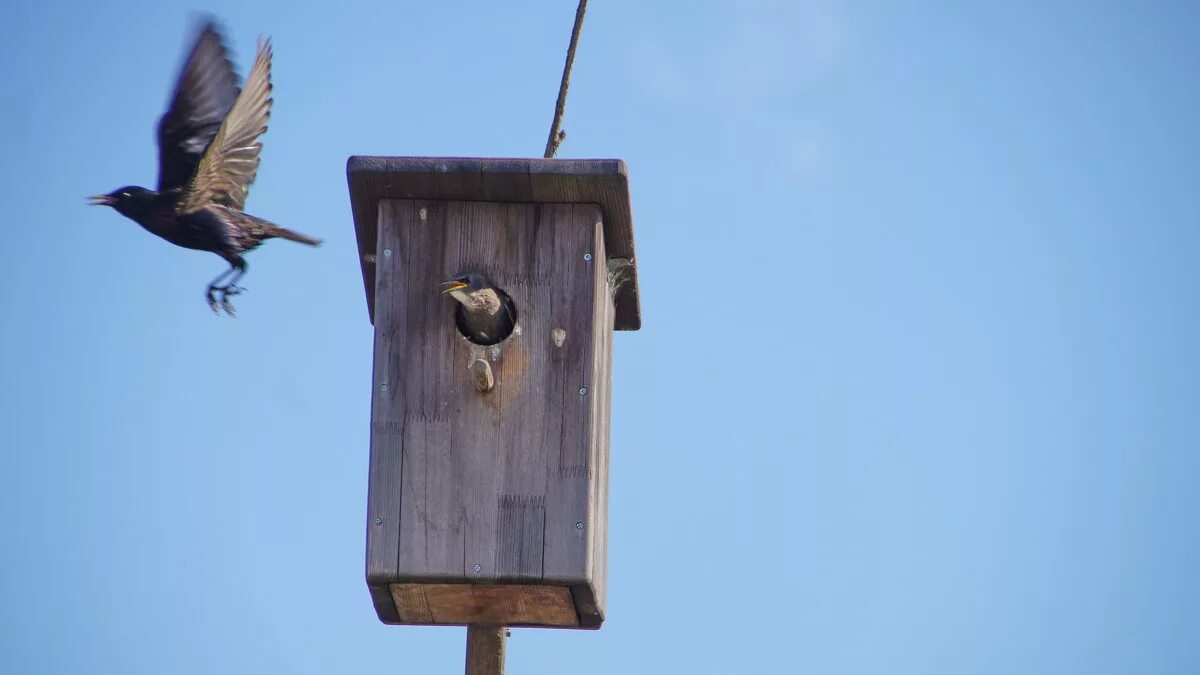 стая скворцов в небе. крыло скворца. скворцы пролетели. скворец в полете. скворец сибирский.