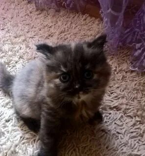 Авито орел котята в добрые