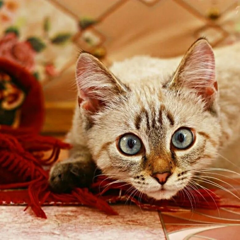 коте макс. кот макс фото. кот макс кот макс. котёнок макс лейвел. кот макс кот макс.