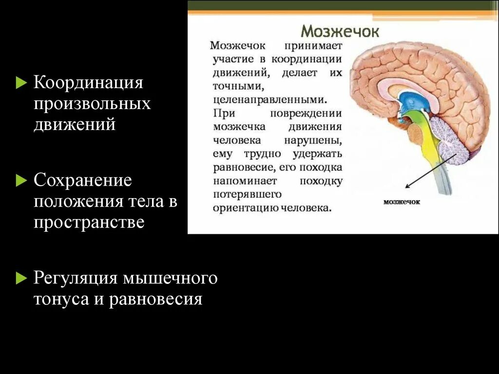 Координация движений мозжечок. Мозжечок отвечает за координацию движений. За равновесие отвечает мозжечок. Функции мозжечка.