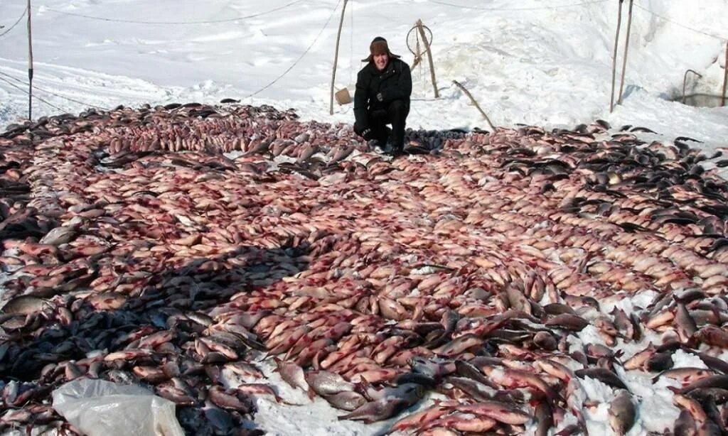 Охота и рыбалка на севере видео. Рыболовецкая Артель Пенжинская Камчатский край. Рыбалка сетями в Сибири и Якутии хозяева тайги. Рыболовный промысел. Рыбаки на севере.