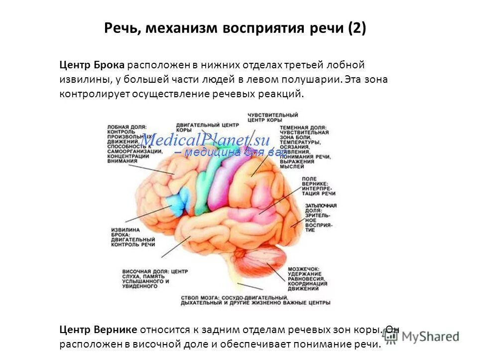 Зона восприятия речи. Зона восприятия речи. Центры речи в головном мозге брока и вернике. Зона восприятия речи. Речевые зоны коры головного мозга.