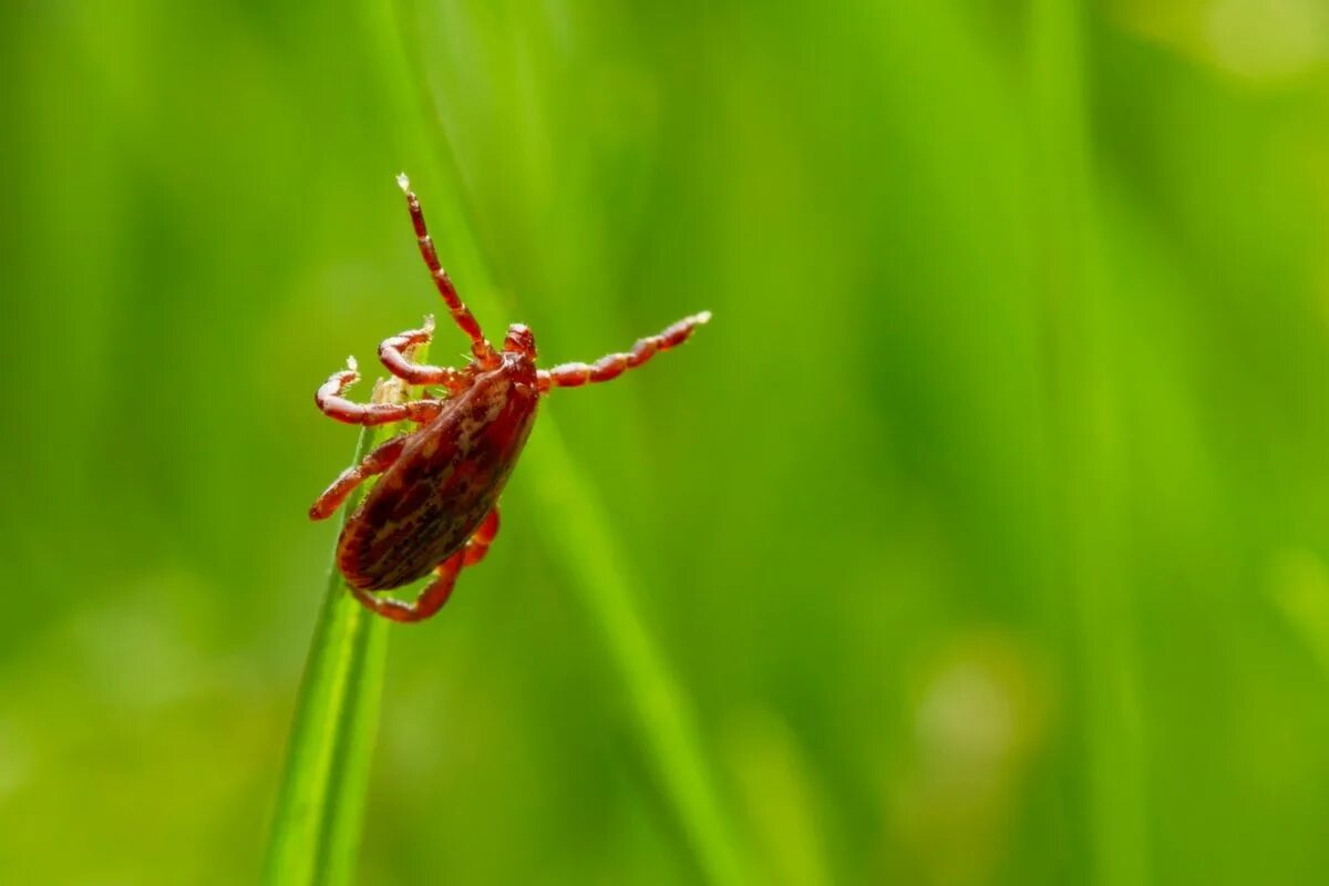Клещ ixodes ricinus энцефалитный. Настя клещей. Настя клещей. Клещи на природе. Клещи на природе.