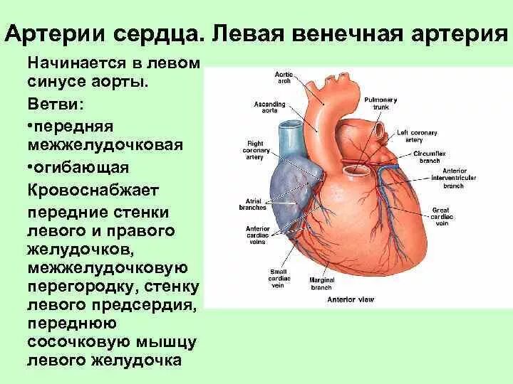 Передняя межжелудочковая артерия сердца. Левая венечная артерия кровоснабжает. Коронарные венечные сосуды. Венечные артерии сердца анатомия.