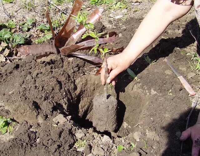 Когда лучше сажать яблони. Посадка яблони весной саженцами. Посадка груши весной саженцами. Саженцы яблони ЗКС. Посадка саженца с закрытой корневой системой.