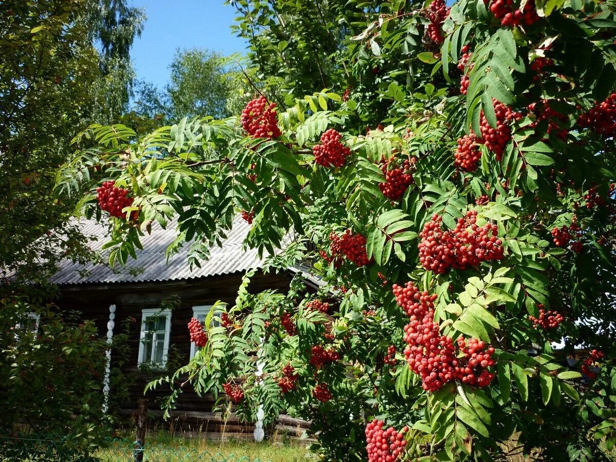 Рябина обыкновенная Невежинская. Рябина Невежинская дерево. Рябина обыкновенная "Вефед". Калина и рябина деревья.