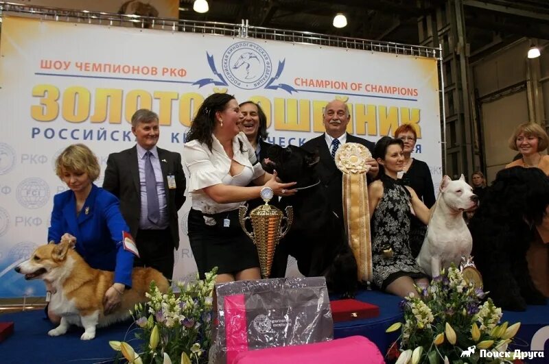 Шоу чемпионов ркф «золотой ошейник. Выставка золотой ошейник ркф. Шоу чемпион ркф. Шоу чемпионов. Золотой ошейник выставка собак.