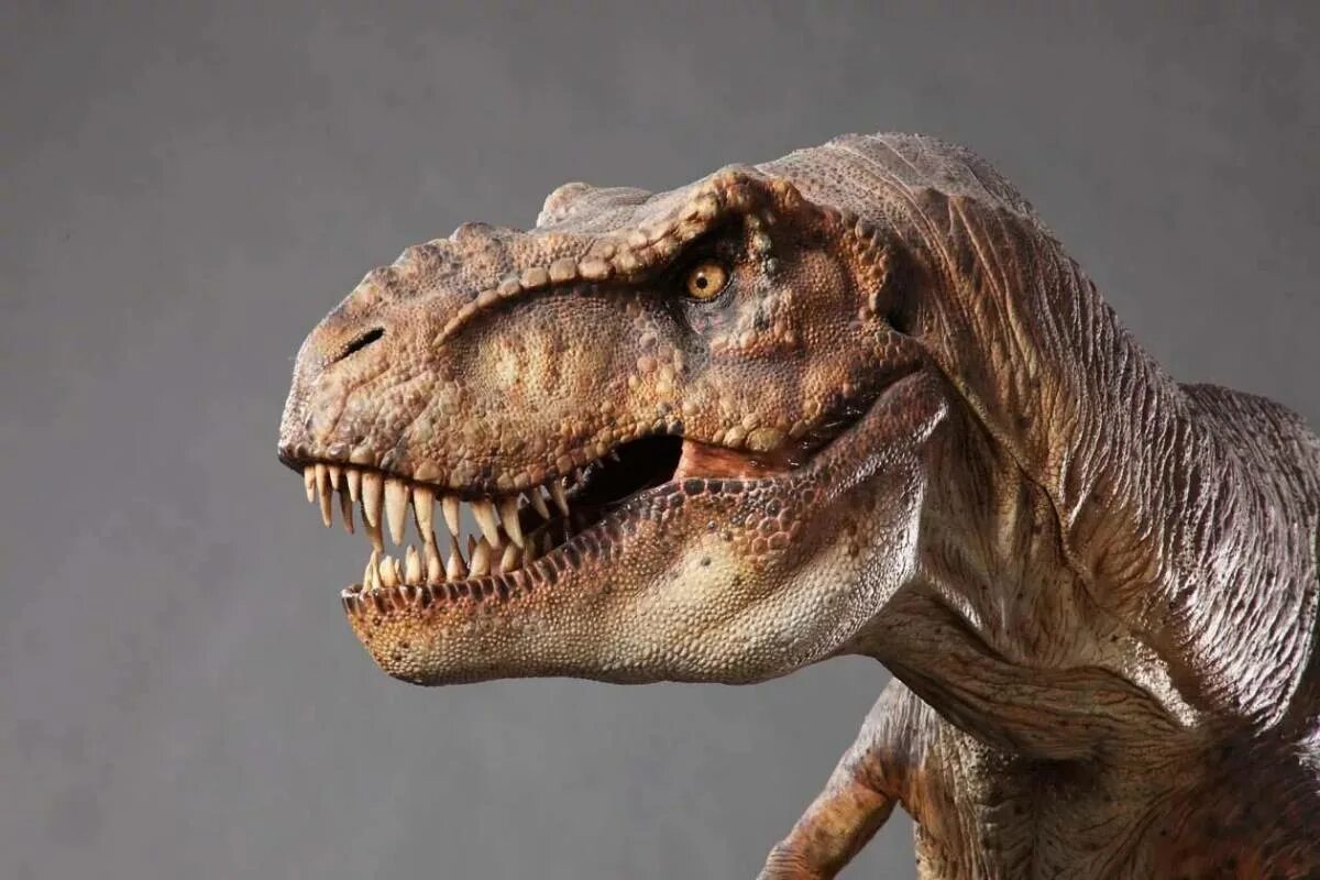 Тираннозавр картинки. Голова тираннозавра парк Юрского периода. Тираннозавр рекс. Тираннозавр ти рекс. Тираннозавр рекс Jurassic Park.