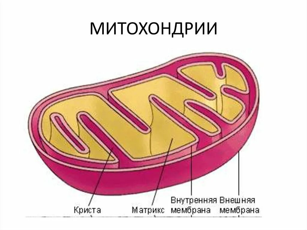 На рисунке изображена митохондрия