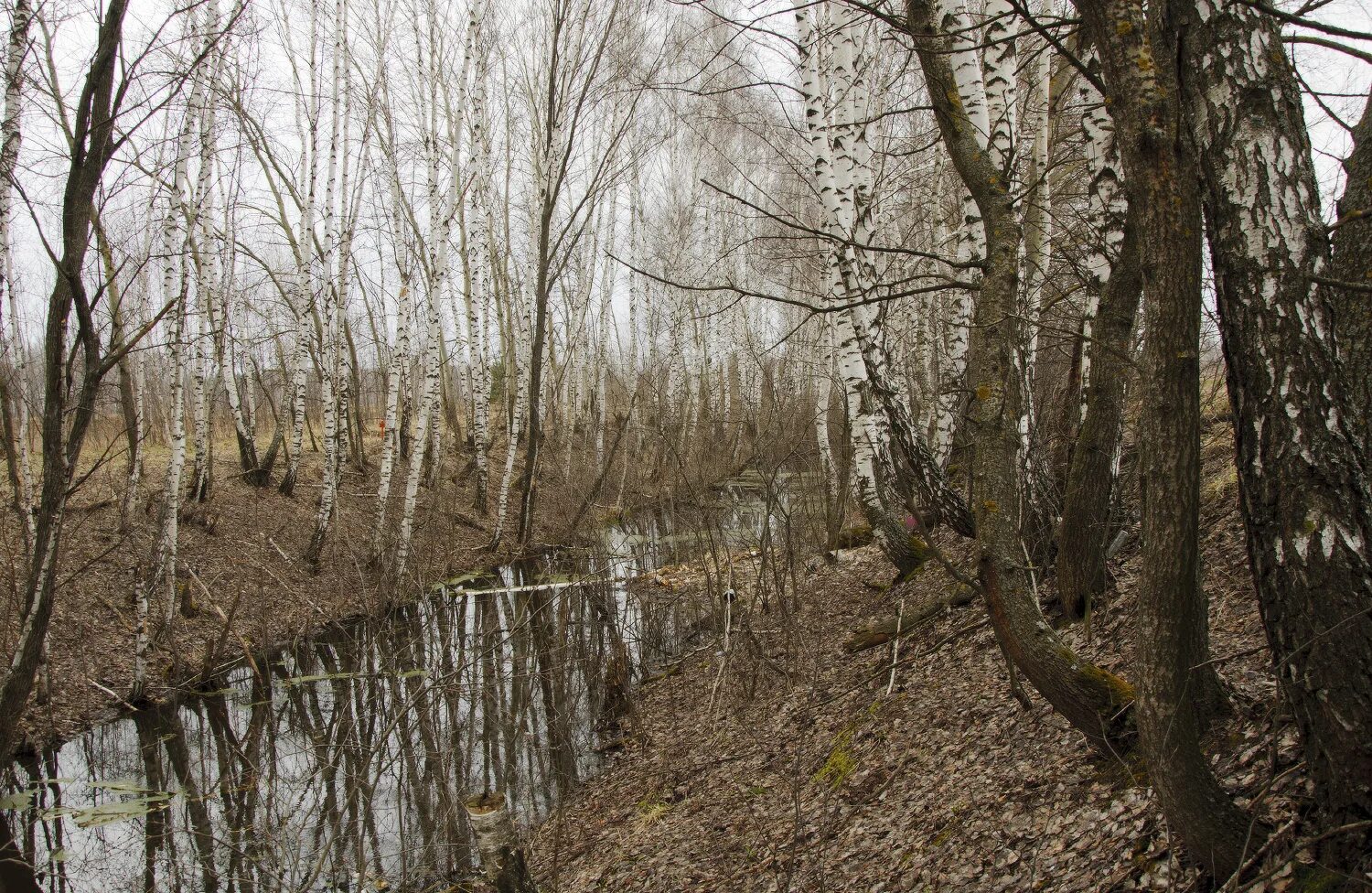 Красный пляж паньцзинь. Насекомоядная росянка круглолистная. Красный пляж паньцзинь китай. Болотный цвет сочетание в одежде. Росянка английская болотная.