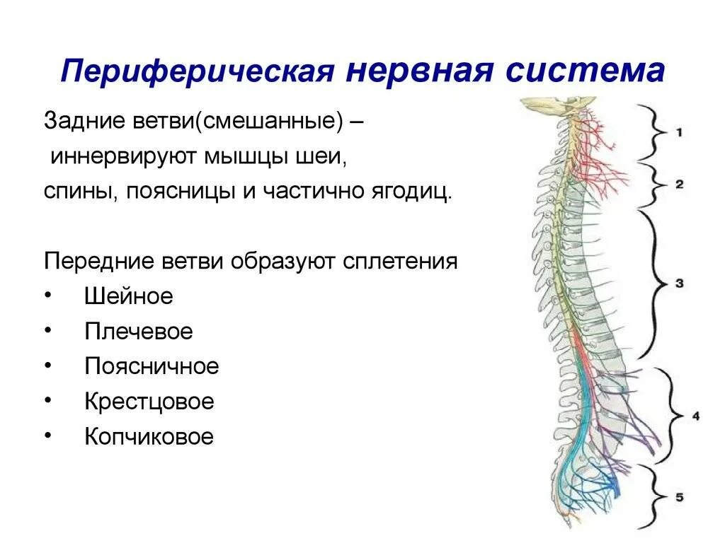 Периферические нервы симптомы. Периферическая НС строение функции. Структуры периферической нервной системы спинного мозга. Периферическая нервная система анатомия. ЦНС периферическая НС функции.