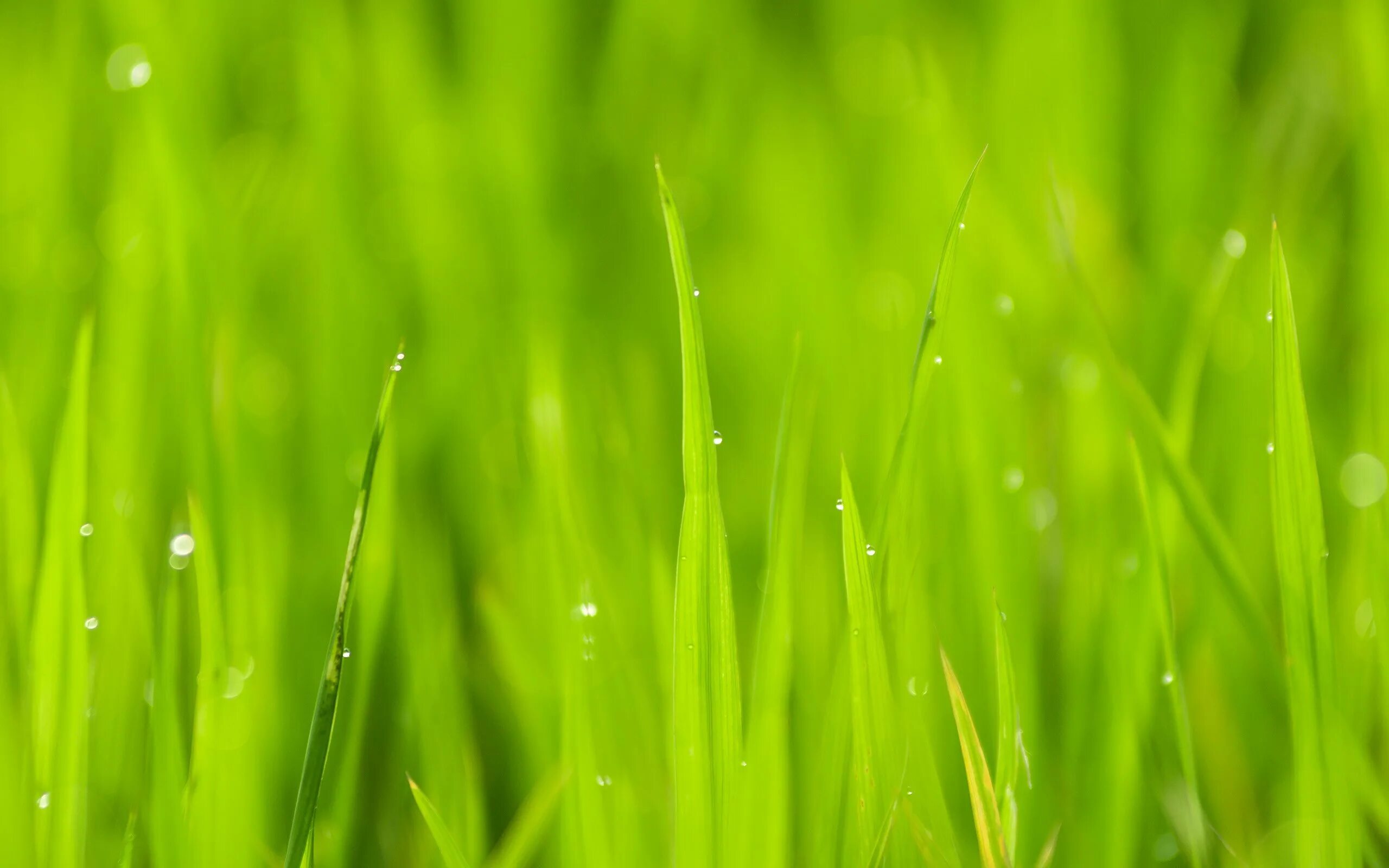 Зеленая трава. Трава фон. Зеленая трава фон. Фотообои трава.