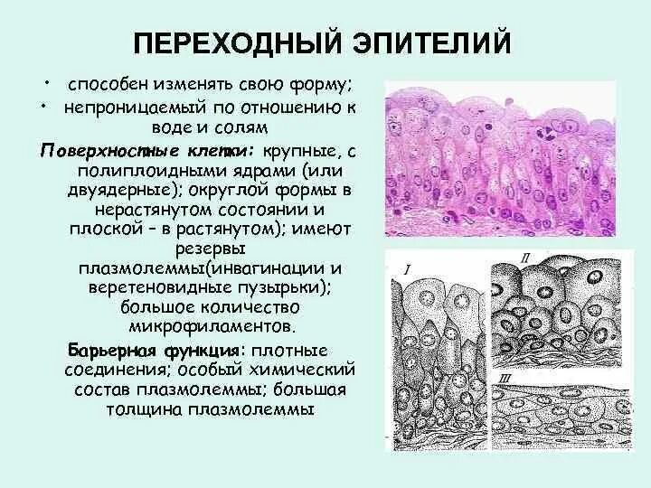 Слои переходного эпителия