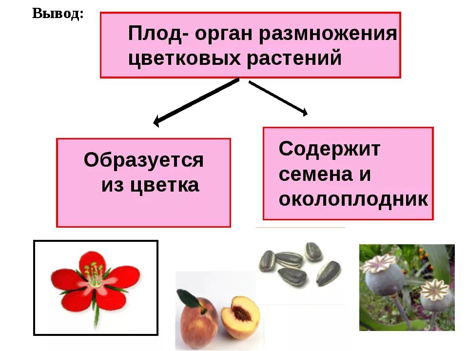 Плоды цветковых растений. Плода и семена у цветковых. Плод орган растения. Плод это орган размножения цветковых растений. Семенами размножаются имеющие