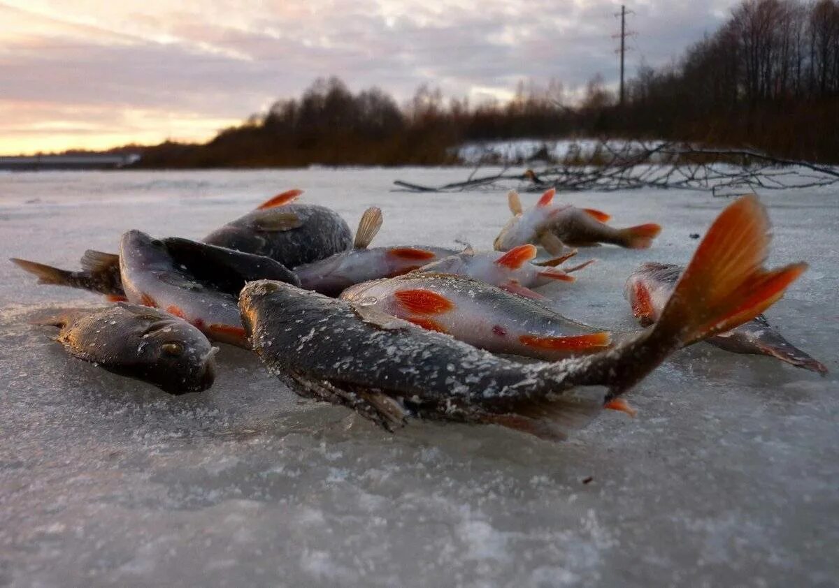 Зимняя рыбалка. Рыбы зимой. Рыба на льду. Рыбалка на льду. Лов рыбы на реке