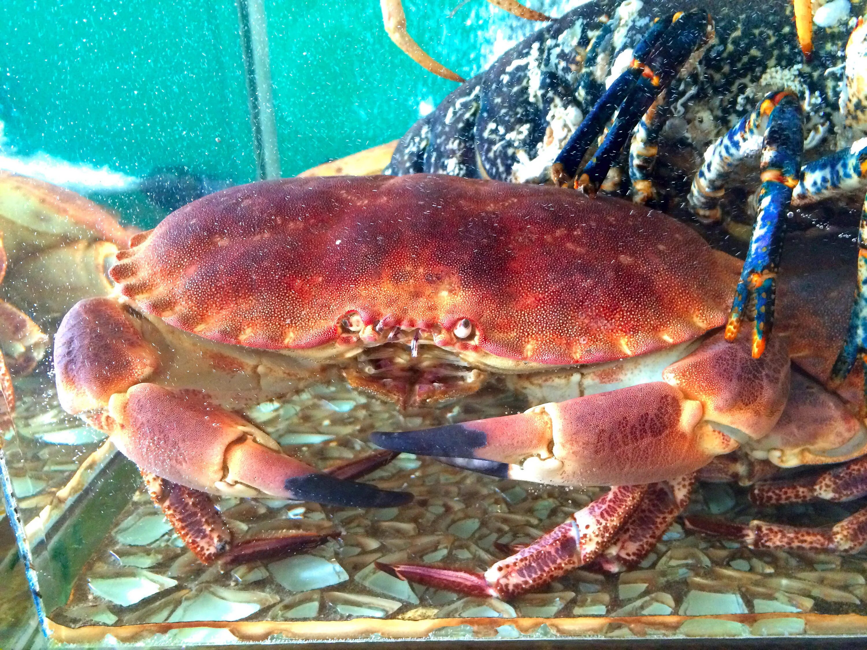 Ракообразные в море