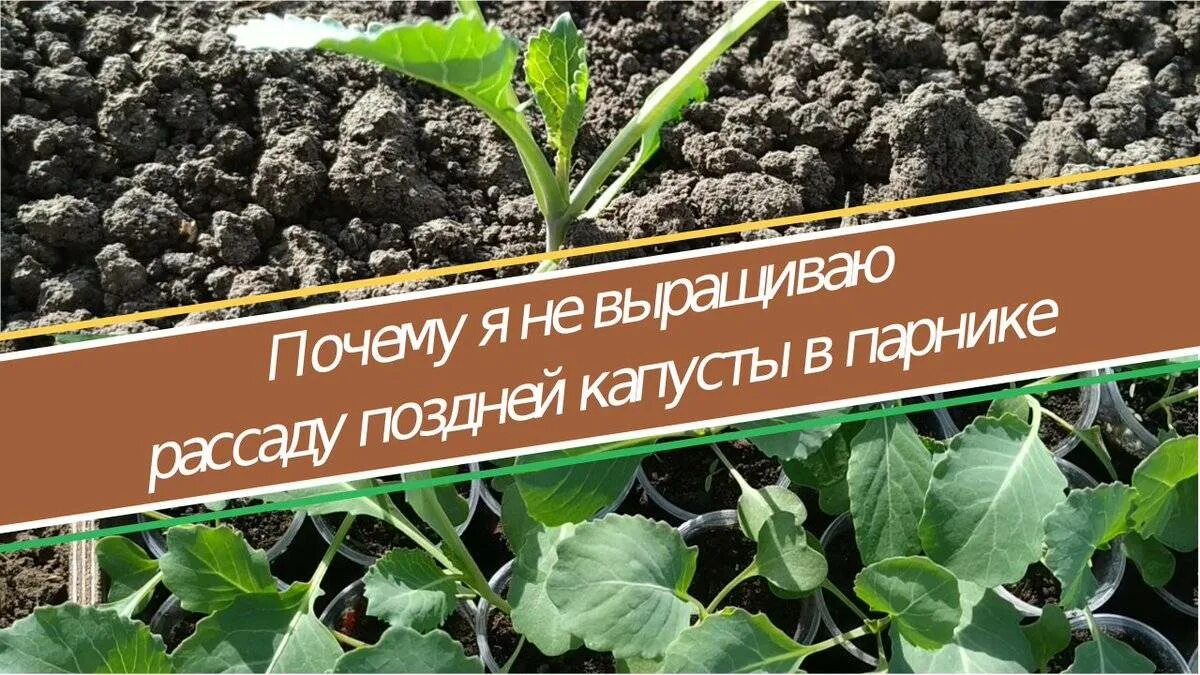 Когда сажать капусту в теплицу. Рассада капусты. Посадка капусты на рассаду. Рассада поздней капусты. Парник для рассады капусты.