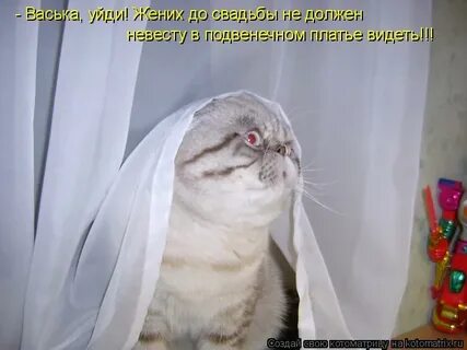 Я больше так не буду женихи