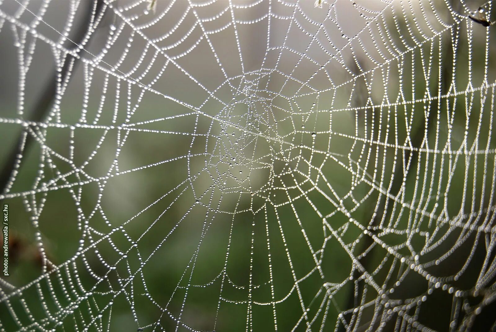 Зеленая паутина экосеть. Паутина на черном фоне. Фактура паутины. Паутина данных. Мировая паутина.