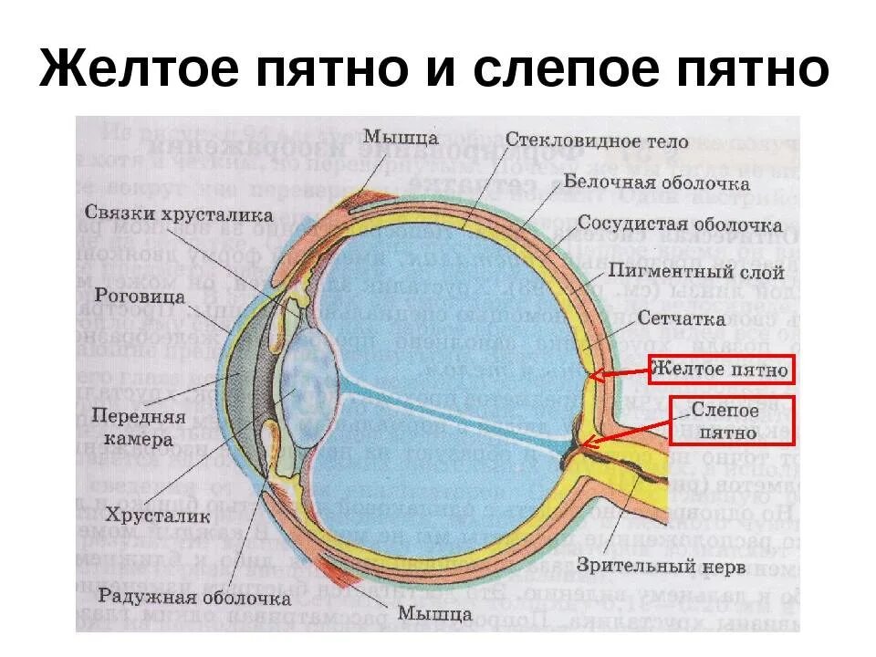 Слепое пятно находится в месте. Строение глаза слепое пятно. глазное яблоко строение жёлтое пятно. строение желтого пятна сетчатки. строение глаза желтое пятно слепое пятно.