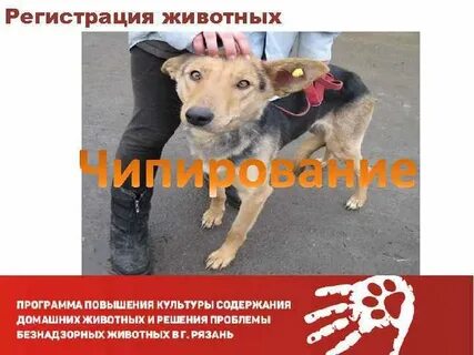 Регистрация зверей