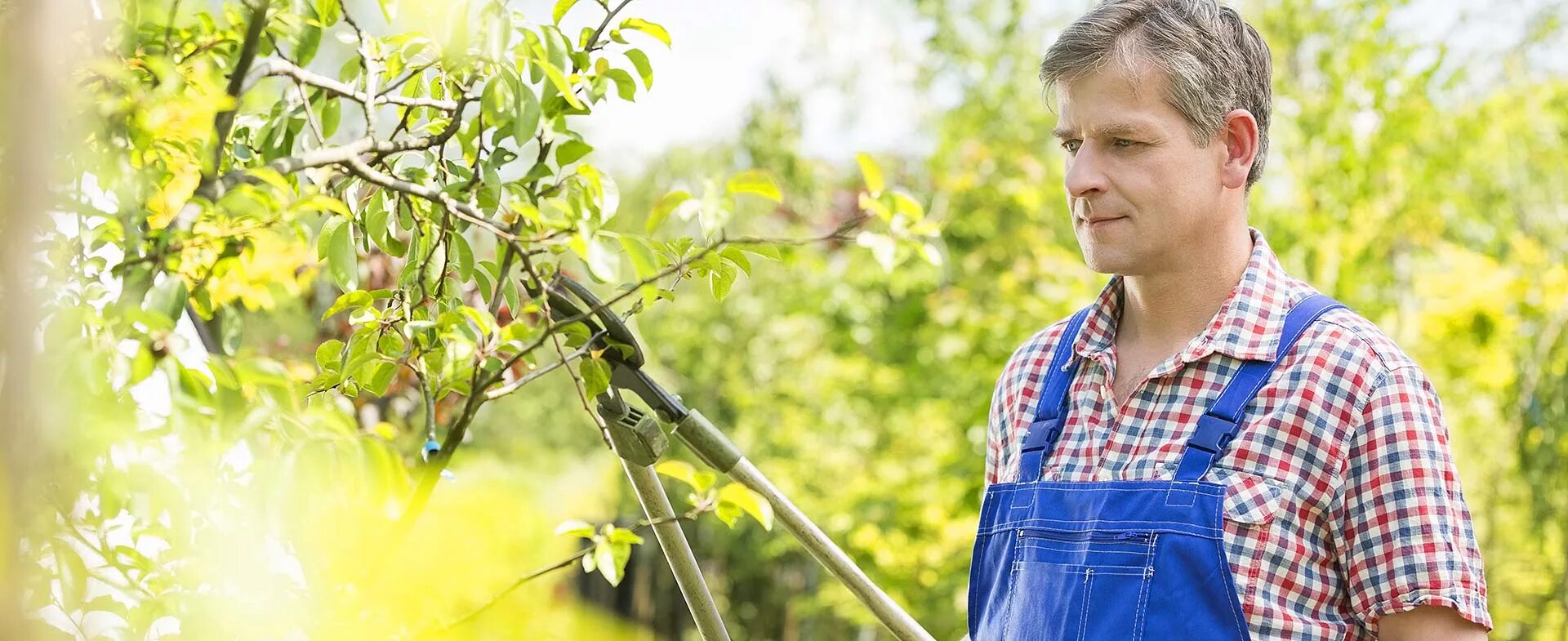 садовник в саду. спиридонов садовник. красивый садовник. выращивать цветы. переданный садовник.