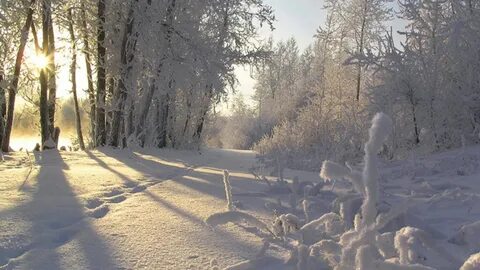 От холодов и солнца