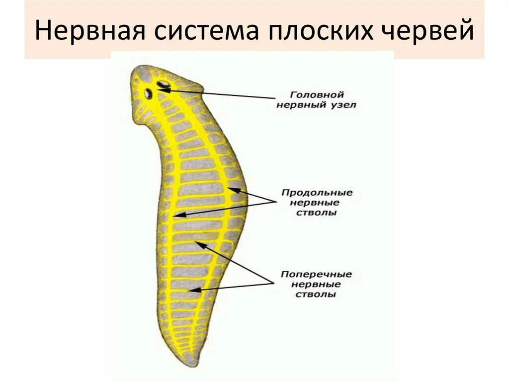 Какая часть белой планарии выполняет двигательную функцию. Схема нервной системы плоских червей. Нервная система плоских червей. Нервная система плоских червей и круглых червей. Стволовая нервная система у плоских червей.