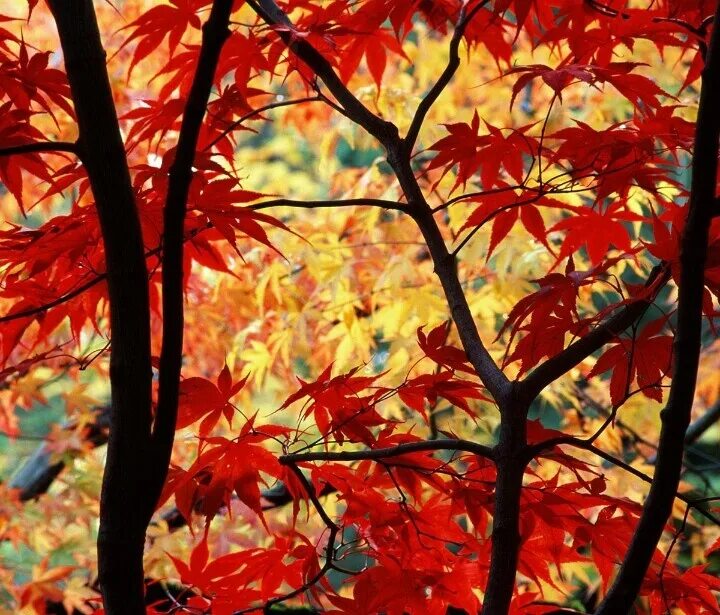 Fall in colours