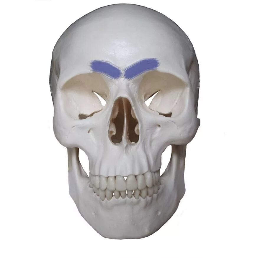 Орбитальная кость черепа. Орбитальная кость анатомия.