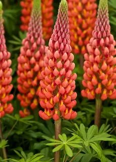 Blooming plants
