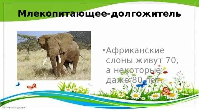 Самое долгоживущее млекопитающее