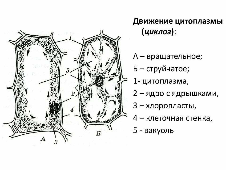 Типы движения цитоплазмы растительной клетки. Движение цитоплазмы в клетках листа элодеи. Движение цитоплазмы в клетках элодеи. Растительная клетка лабораторная