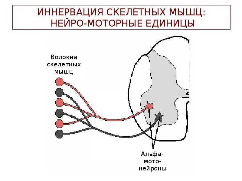 Обеспечивает иннервацию скелетных мышц. Иннервация скелетных мышц. иннервация скелетной мускулатуры. иннервация скелетной мышцы физиология. скелетная мускулатура иннервируется.