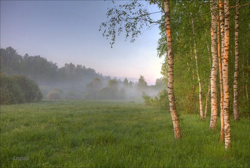 Россия Раздолье березы. Березовая роща и поле. Лето береза утро. Русское поле с березками. Дождь заливал лес на опушке где