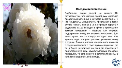 Что делать с пионом купленным весной