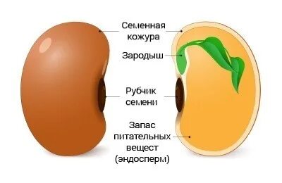 Питательные вещества зародыша