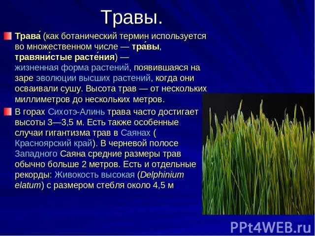 Трава в единственном числе. Трава число множественное или. Трава это термин. Глоссарий ботаника. Plant множественное