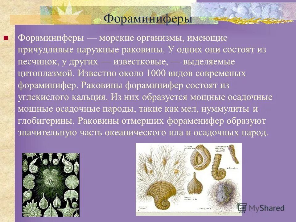 раковинные фораминиферы. фораминиферы саркодовые. отряд фораминиферы биология. фораминифера к какой группе относится. раковинные фораминиферы.