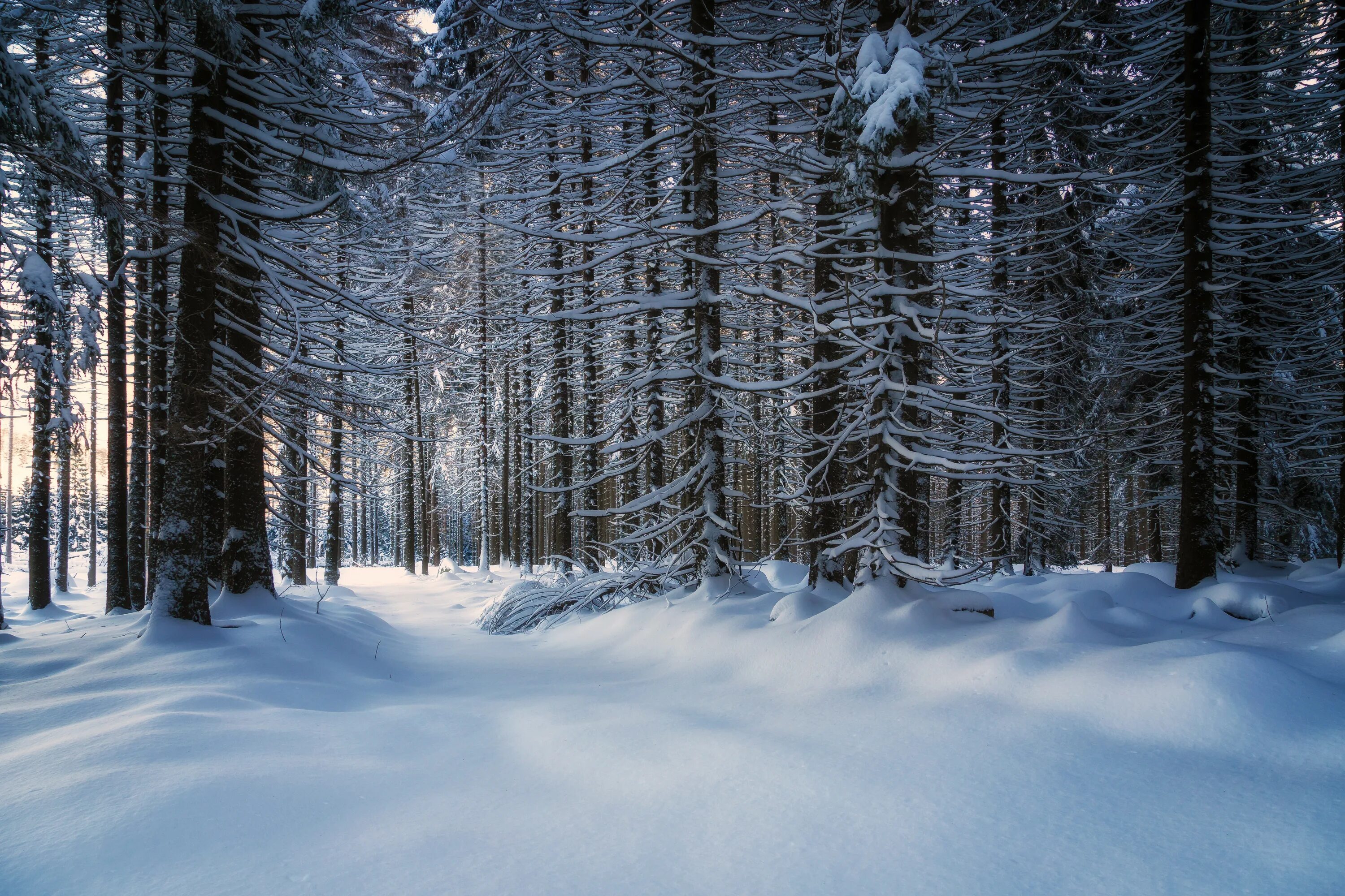 Зимний лес зимой. Зимний лес. Снежный лес. Красивый зимний лес. Зимой в лесу.