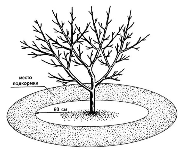 Удобрения под плодовые. Схема приствольного круга плодовых деревьев. Мульчирование приствольного круга яблони. Диаметр приствольного круга плодовых деревьев. Схема подкормки яблони весной.