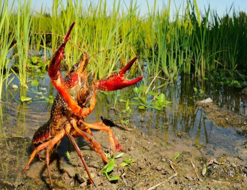 Раковая ферма в домашних условиях.