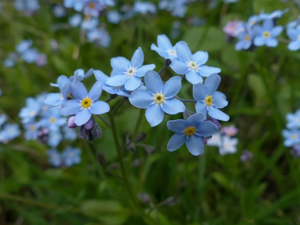 Незабудка армия. Незабудка Крылова. Незабудка Лесная Myosotis sylvatica. Незабудка мелкоцветковая (Myosotis micrantha).. Незабудка Енисейская.