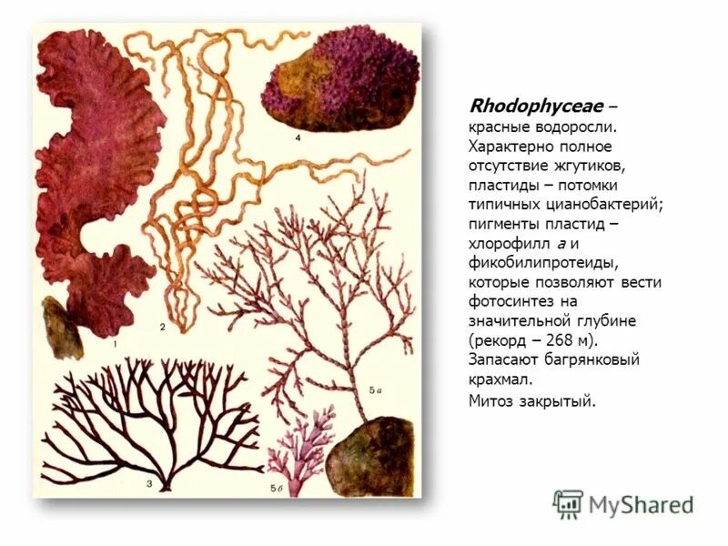Фикоэритрин пигмент красных водорослей и цианобактерий. Красные водоросли потомки цианобактерий. жгутики у красных водорослей. пигменты красных водорослей. тип пигмента у красных водорослей.